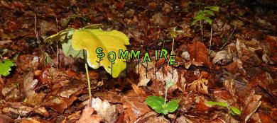 Sommaire